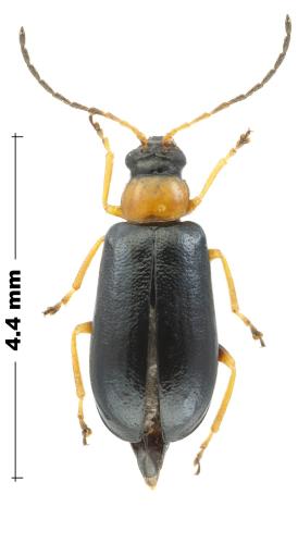 Réf. 296 864 : Luperus flavipes